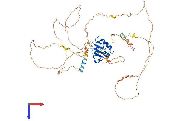 ETV3 Protein (AA 1-513) (His tag)