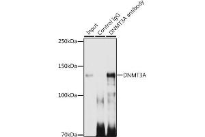 Immunoprecipitation analysis of 300 μg extracts of 293T cells using 3 μg DNMT3A antibody (ABIN7266806). (DNMT3A 抗体)