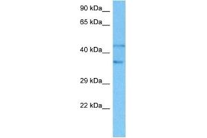 Host:  Rat  Target Name:  SMAD2  Sample Tissue:  Rat Liver  Antibody Dilution:  1ug/ml (SMAD2 抗体  (N-Term))