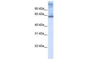 Image no. 1 for anti-Chromosome 3 Open Reading Frame 17 (C3orf17) (C-Term) antibody (ABIN6740905) (C3orf17 抗体  (C-Term))
