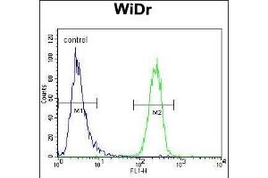 UTS2 Antibody (N-term) (ABIN392523 and ABIN2842080) flow cytometric analysis of WiDr cells (right histogram) compared to a negative control cell (left histogram). (Urotensin 2 抗体  (N-Term))