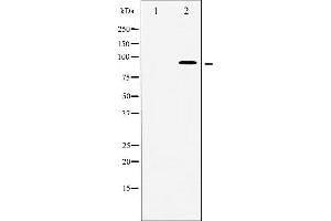 Western blot analysis of MSK1 phosphorylation expression in HeLa whole cell lysates,The lane on the left is treated with the antigen-specific peptide. (MSK1 抗体  (pSer376))