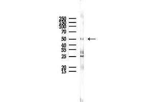 Western blot analysis of lysates from Rat liver, using EDNRB Antibody at 1/1000 dilution.