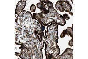 Immunohistochemical staining of human placenta shows strong cytoplasmic positivity in trophoblastic cells. (PCDH18 抗体)
