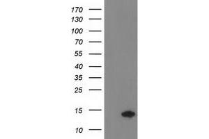 Image no. 2 for anti-Coiled-Coil-Helix-Coiled-Coil-Helix Domain Containing 5 (CHCHD5) antibody (ABIN1497488) (CHCHD5 抗体)