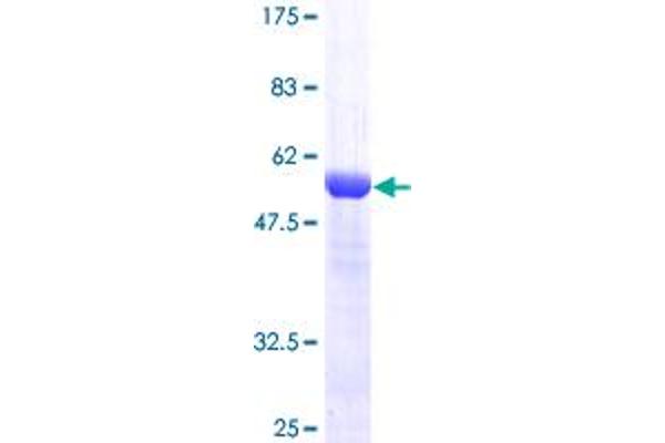 USP15 Protein (AA 1-235) (GST tag)