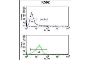 NCF4 Antibody (C-term) (ABIN391905 and ABIN2841721) flow cytometry analysis of K562 cells (bottom histogram) compared to a negative control cell (top histogram). (NCF4 抗体  (C-Term))