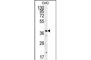 PRNIP Antibody (C-term) (ABIN651984 and ABIN2840482) western blot analysis in CHO cell line lysates (15 μg/lane). (ERI3 抗体  (C-Term))