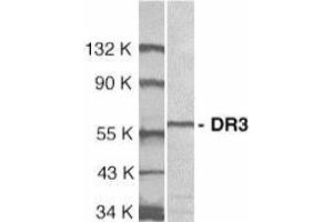 Western blot analysis of DR3 in Jurkat total cell lysate with AP30297PU-N DR3 antibody at 1/1000 dilution. (DR3/LARD 抗体  (Extracellular Domain))