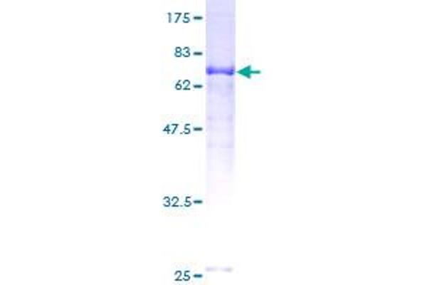 TRAF1 Protein (AA 1-416) (GST tag)