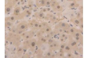 Immunohistochemistry (IHC) image for anti-Glyceraldehyde-3-Phosphate Dehydrogenase (GAPDH) (AA 2-148) antibody (ABIN7429394)