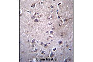 ITM2B Antibody (C-term) (ABIN657087 and ABIN2846247) immunohistochemistry analysis in formalin fixed and paraffin embedded human brain tissue followed by peroxidase conjugation of the secondary antibody and DAB staining. (ITM2B 抗体  (C-Term))