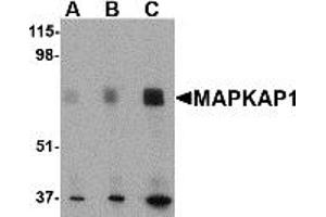 Western Blotting (WB) image for anti-Mitogen-Activated Protein Kinase Associated Protein 1 (MAPKAP1) (N-Term) antibody (ABIN1031450) (MAPKAP1 抗体  (N-Term))