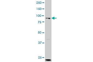 GCN5L2 monoclonal antibody (M01), clone 4D3 Western Blot analysis of GCN5L2 expression in K-562 . (KAT2A 抗体  (AA 738-837))