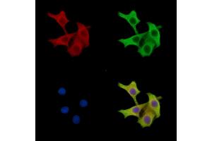 ABIN7096733 and ABIN7100798 staining HepG2 cells by IF/ICC. (TRABD 抗体)