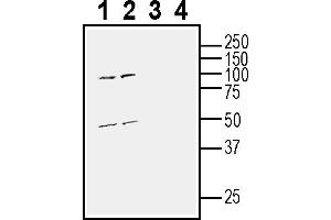 Western blot analysis of mouse brain membranes (lanes 1 and 3) and rat brain membranes (lanes 2 and 4):1-2. (GPR31 抗体  (Extracellular))
