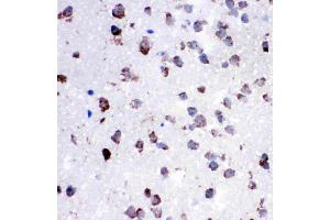 Anti-Cytochrome C antibody, IHC(P): Rat Lung Tissue