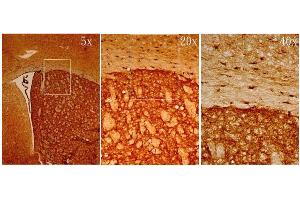 IHC-Fr Image MSI1 antibody [N3C3] detects MSI1 protein on adult mouse brain by immunohistochemical analysis. (MSI1 抗体  (Center))