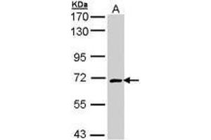 Image no. 1 for anti-Collapsin Response Mediator Protein 1 (CRMP1) (AA 148-389) antibody (ABIN467531) (CRMP1 抗体  (AA 148-389))