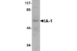 Western blot analysis of IA-1 in rat thymus tissue lysate with IA-1 antibody at 1 µg/mL. (INSM1 抗体  (N-Term))