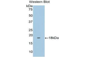 Western blot analysis of the recombinant protein.