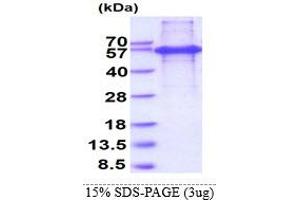 SDS-PAGE (SDS) image for Tripartite Motif Containing 28 (TRIM28) (AA 366-802) protein (His tag) (ABIN5853237)