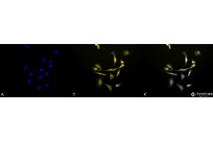 Immunocytochemistry/Immunofluorescence analysis using Rabbit Anti-Hsp90 beta Polyclonal Antibody .
