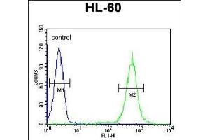 PDXD1 Antibody (C-term) (ABIN651141 and ABIN2840095) flow cytometric analysis of HL-60 cells (right histogram) compared to a negative control cell (left histogram). (PDXDC1 抗体  (C-Term))