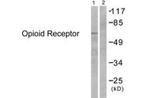 Western blot analysis of extracts from 293 cells, treated with EGF 200ng/ml 30', using Opioid Receptor (Ab-375) Antibody. (Opioid Receptor (AA 341-390) 抗体)