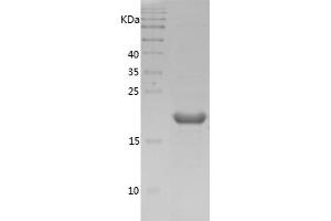 Western Blotting (WB) image for Cofilin 1 (CFL1) (AA 2-166) protein (His tag) (ABIN7122422) (Cofilin Protein (AA 2-166) (His tag))
