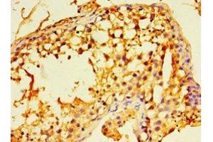 Immunohistochemistry of paraffin-embedded human testis tissue using ABIN7152225 at dilution of 1:100 (ECSIT 抗体  (AA 185-431))