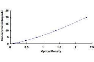 ELISA image for Solute Carrier Family 9 (Sodium/hydrogen Exchanger), Member 3 (SLC9A3) ELISA Kit (ABIN434434)