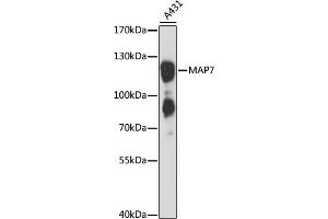 Western blot analysis of extracts of A-431 cells, using M antibody (ABIN1680762, ABIN3018753, ABIN3018754 and ABIN6220567) at 1:3000 dilution. (MAP7 抗体  (AA 490-749))