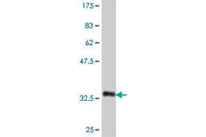 Western Blot detection against Immunogen (35. (CA5B 抗体  (AA 2-90))