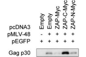 Culture supernatants subjected to immunoprecipitation coupled to immunoblotting to detect MLV-Gag p30 capside protein using ABIN457547 (See PMID23836649 for details) (MLV p30 抗体)