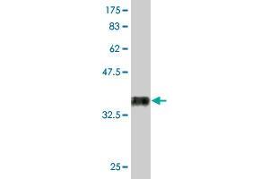Western Blot detection against Immunogen (36. (RUNX2 抗体  (AA 251-350))