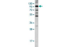 Western blot analysis of LGR5 polyclonal antibody  in K-562 cell line lysates (35 ug/lane). (LGR5 抗体  (AA 451-480))