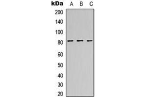 Western blot analysis of CANP expression in HeLa (A), NS-1 (B), H9C2 (C) whole cell lysates.