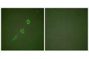Immunofluorescence analysis of NIH/3T3 cells, using HSP10 antibody.