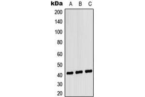 Western blot analysis of CD181 expression in HEK293T (A), NIH3T3 (B), H9C2 (C) whole cell lysates. (CXCR1 抗体  (Center))