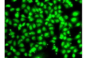 Immunofluorescence analysis of U20S cell using COPS2 antibody.