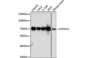 Western blot analysis of extracts of various cell lines using HSPA1A Monoclonal Antibody at dilution of 1:1000. (HSP70 1A 抗体)