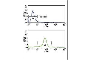 CACNA2D1 Antibody (N-term) (ABIN652644 and ABIN2842433) flow cytometry analysis of K562 cells (bottom histogram) compared to a negative control cell (top histogram). (CACNA2D1 抗体  (N-Term))