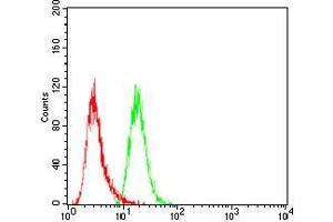Flow cytometric analysis of Hela cells using SLINGSHOT-1L mouse mAb (green) and negative control (red). (SSH1 抗体  (AA 1032-1044))
