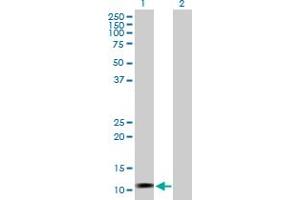 Western Blot analysis of LOC541473 expression in transfected 293T cell line by LOC541473 MaxPab polyclonal antibody. (LOC541473 抗体  (AA 1-131))