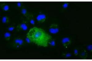 Anti-XPNPEP1 mouse monoclonal antibody (ABIN2453792) immunofluorescent staining of COS7 cells transiently transfected by pCMV6-ENTRY XPNPEP1 (RC203535). (XPNPEP1 抗体)