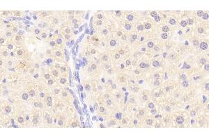 Detection of F10 in Mouse Liver Tissue using Polyclonal Antibody to Coagulation Factor X (F10) (Coagulation Factor X 抗体  (AA 21-481))
