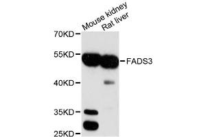Western blot analysis of extracts of various cell lines, using FADS3 antibody (ABIN1872643) at 1:3000 dilution. (FADS3 抗体)