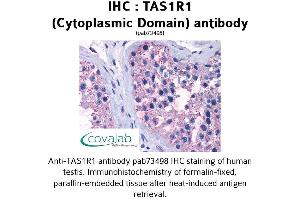 Image no. 1 for anti-Taste Receptor, Type 1, Member 1 (TAS1R1) (3rd Cytoplasmic Domain) antibody (ABIN1739914) (TAS1R1 抗体  (3rd Cytoplasmic Domain))