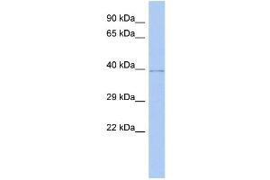 WB Suggested Anti-WDR53 Antibody Titration: 0. (WDR53 抗体  (Middle Region))